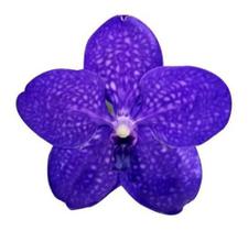 Orquídea Azul Vanda Pachara Deilight Planta Adulta