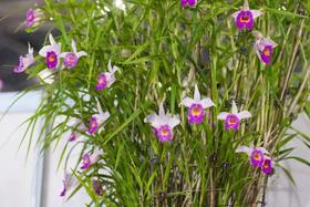 Orquídea Bambu - Arundina Bambusifolia - Planta Perene para Cultivo em Climas Tropicais
