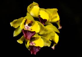 Orquídea Baptistonia echinata - Cooperorchids Orquídea Baptistonia echinata - Cooperorchids