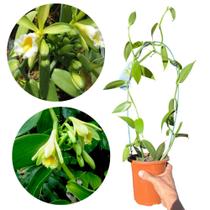 Orquídea Baunilha Adulta - Flor Natural 25cm - 1 Unidade