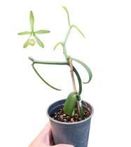 Orquídea Baunilha - Vanilla Orquídea Baunilha - Vanilla