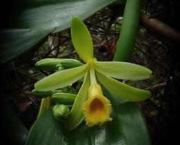 Orquídea Baunilha - Vanilla planifolia - Planta Tropical Epífita Orquídea Baunilha - Vanilla planifolia - Planta Tropical Epífita