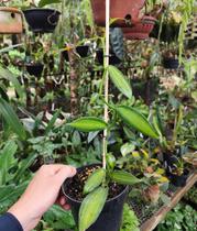 Orquídea Baunilha Variegata Orquídea Baunilha Variegata