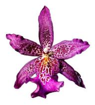 Orquídea Beallara Marfitch Roxa ! Planta Adulta !