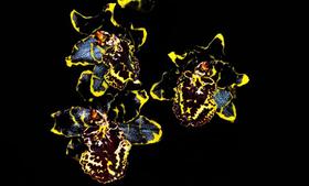 Orquídea Beallara Tahoma - Cooperorchids