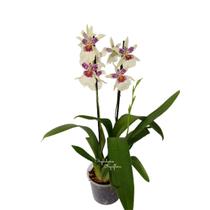 Orquídea Beallara Tahoma Glacier Planta Adulta Cambria Orquídea Beallara Tahoma Glacier Planta Adulta Cambria
