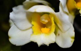 Orquídea Bifrenaria harrisoniae alba