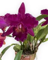 Orquídea Blc. Chia Lin New City Adulta - Orquideas Continental