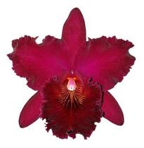 Orquidea Blc. Chia Lin New City !!! Planta Adulta Orquidea Blc. Chia Lin New City !!! Planta Adulta