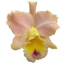 Orquídea Blc. Goldenzelle Saddle Peak - orquivitro
