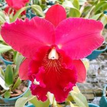 Orquidea Blc. Marie Medallion Ruby Eye