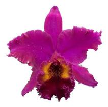 Orquídea Blc. Oconee Mendenhall X Blc. Tiago Suzuki - orquivitro