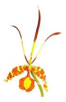 Orquídea Borboleta. Super Raridade Floresce Ano Todo!!!