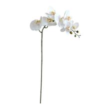 Orquídea branca jade