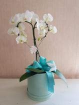 Orquídea Branca Orquídea Branca