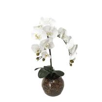 Orquídea Branca x2 Vaso Aquário