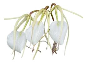 Orquidea Brassabola Ovaliforms