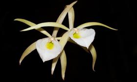 Orquídea Brassavola ovaliforme - Cooperorchids
