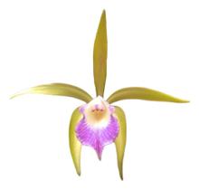 Orquídea Brassavola Perrini X C. Leopoldii Colecionador - docel@r