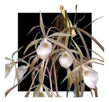 Orquídea Brassavolla Fragrans - orquidario DF