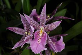 Orquídea Bratonia Aztec 'Toni' - Híbrido Elegante e Exótico