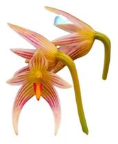 Orquidea Bulbophyllum Affine - orquidario DF