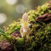 Orquídea Bulbophyllum Ambrosia - Epífita Miniatura Perfumada Orquídea Bulbophyllum Ambrosia - Epífita Miniatura Perfumada