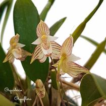 Orquídea Bulbophyllum Ambrosia Planta Adulta Exótica