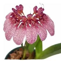 Orquídea Bulbophyllum Auratum Planta Adulta Exótica Natural - Orquiflora
