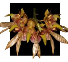 Orquidea Bulbophyllum Bicolor - orquidario DF
