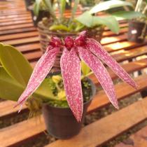 Orquídea Bulbophyllum Bulhartii ou Strangularium - Planta Adulta com 3-5 Bulbos