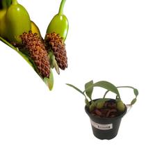 Orquídea Bulbophyllum Crassipes Mudas Adultas Cortes 3 Bulbo