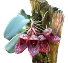 Orquidea Bulbophyllum Frostii Planta Exótica Colecionador ! - docel@r Orquidea Bulbophyllum Frostii Planta Exótica Colecionador ! - docel@r
