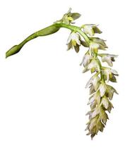 Orquídea Bulbophyllum Gibbosum Planta Adulta Flor Branca Orquídea Bulbophyllum Gibbosum Planta Adulta Flor Branca