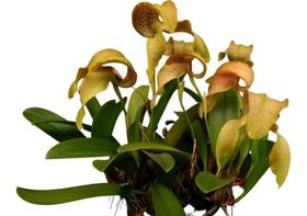 Orquidea Bulbophyllum Grandioflorum - orquidario df