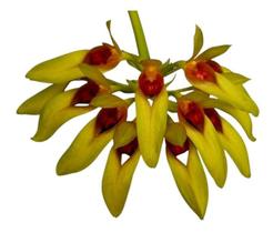 Orquidea Bulbophyllum Graveolens