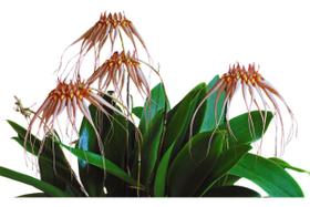 Orquidea Bulbophyllum Luis Sander