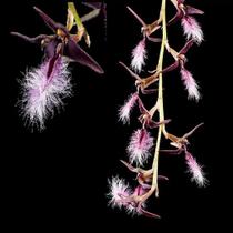 Orquídea Bulbophyllum Miniatum (Saltatorium) - Planta Adulta Orquídea Bulbophyllum Miniatum (Saltatorium) - Planta Adulta