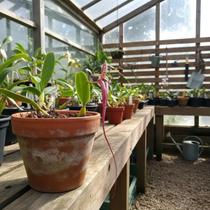 Orquídea Bulbophyllum Putidum - Planta Adulta com 3-4 Bulbos