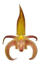 Orquídea Bulbophyllum Wilmar Galaxy Planta Adulta Exótica - Orquiflora