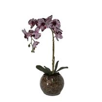 Orquídea Burgundy Pintada x1 Vaso Aquário - Biofil
