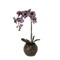 Orquídea Burgundy Pintada x1 Vaso Aquário Orquídea Burgundy Pintada x1 Vaso Aquário