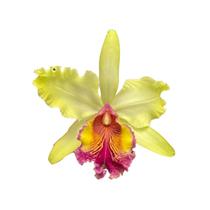 Orquídea C. Dowiana X Blc. Miriam Suzuki - Adulta - orquivitro