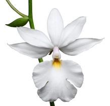 Orquídea Calanthe Vestita Alba Planta Adulta Natural Exótica - Orquiflora