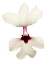 Orquídea Calanthe Vestita Planta Adulta Orquídea Calanthe Vestita Planta Adulta