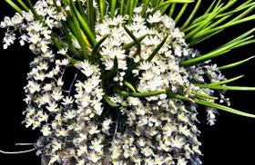 Orquídea Capanemia superflua