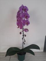 Orquídea cascata