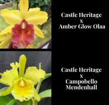 Orquídea Castle Heritage (3121) - Fabricação própria