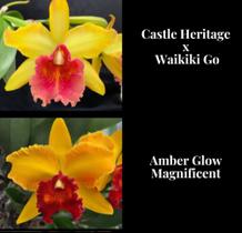 Orquídea Castle Heritage x Amber Glow (3130) - Fabricação própria
