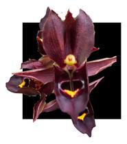 Orquídea Catasetum Alexis Pardo X Sanguineum - Pre Adulta